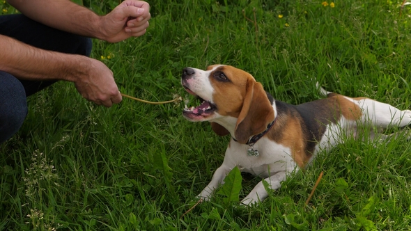 Funny Beagle Dog Play with Owner, Bite Green Stick