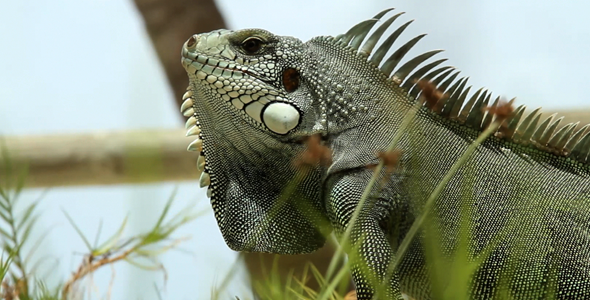 Iguana