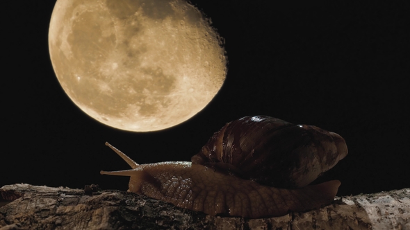 Giant African Snail Achatina on a Background of the Moon