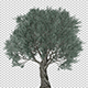Olive Tree - VideoHive Item for Sale