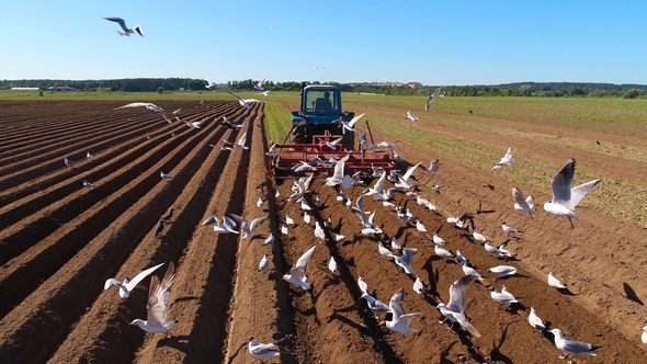 Agricultural Work on a Tractor Farmer Sows Grain.