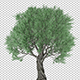 Olive Tree 2 - VideoHive Item for Sale