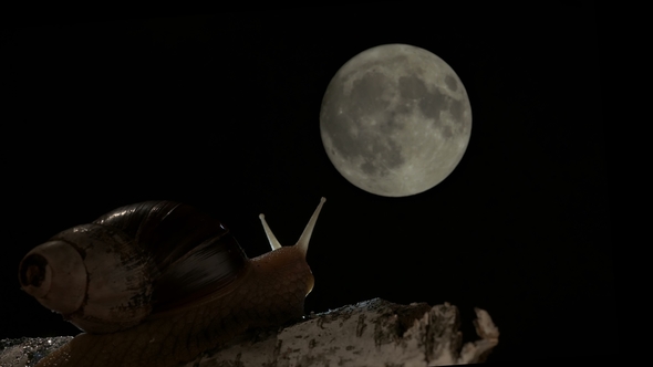 The Giant African Snail Akhatin Looks Dreamily at the Moon