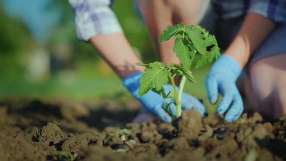 Plant a Tomato Seedlings in the Ground. Hands Gently Press the Ground Around the Young Sprout
