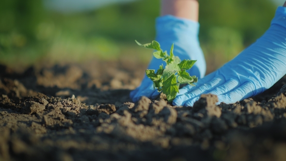 Plant a Tomato Seedlings in the Ground Hands Gently Press the Ground Around the Young Sprout