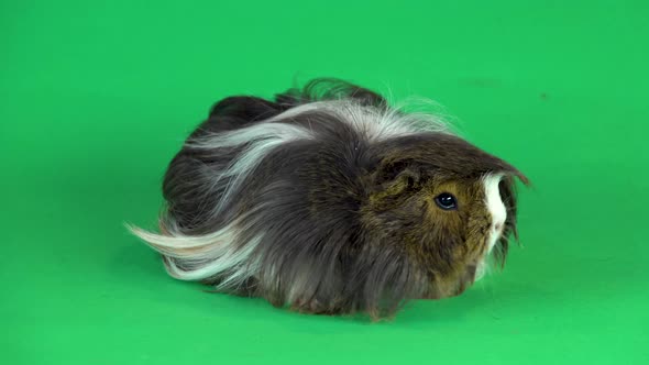 Fluffy Sheltie Guinea Pig on a Green Background Screen in Studio. Close Up