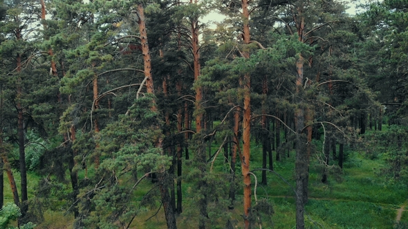 Summer Forest at Sunset Drone Shot