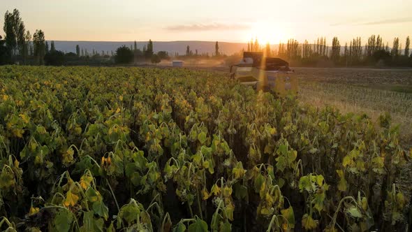 Harvesting Sunflowers Growing in a Farmer's Field