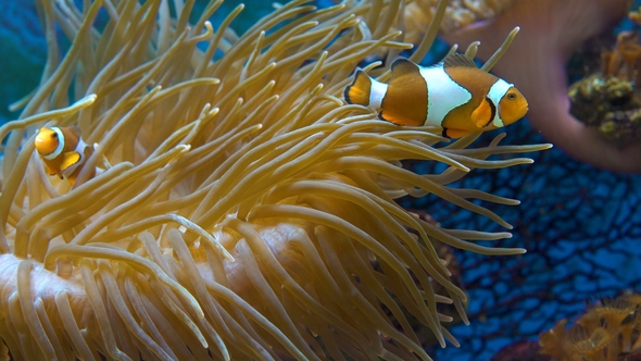 Orange Clownfish in the Anemone.