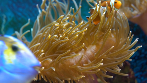 Orange Clownfish in the Anemone.