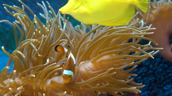 Orange Clownfish in the Anemone