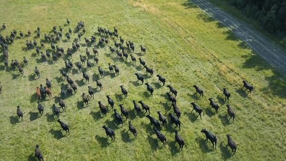 Herd of Bulls Running Across Field