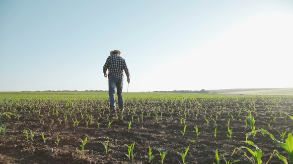 The Senior Farmer Walks on the Field and Checks the Corn Harvest