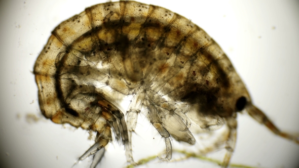 View of Crustaceans of Gammarus Under the Microscope and the Work of His Thoracic Gill Legs