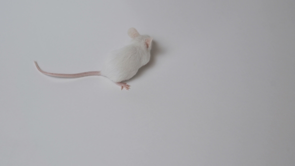 Cute Little Mouse on a White Background