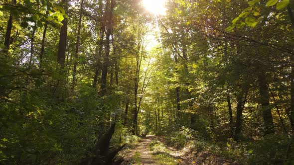 Forest with Trees in an Autumn Day