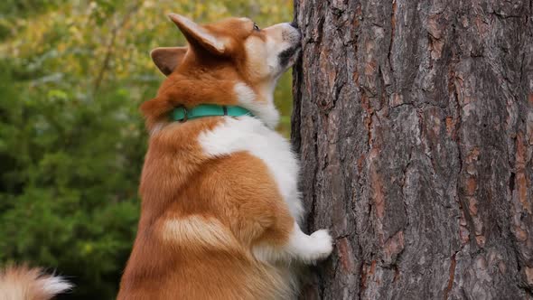 Welsh Corgi Pembroke Rests Its Forepaws on a Tree Trunk in the Park Against a Blurred Background of