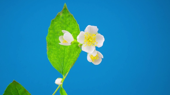 White Jasmine Flower Opening