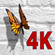 Butterfly - VideoHive Item for Sale