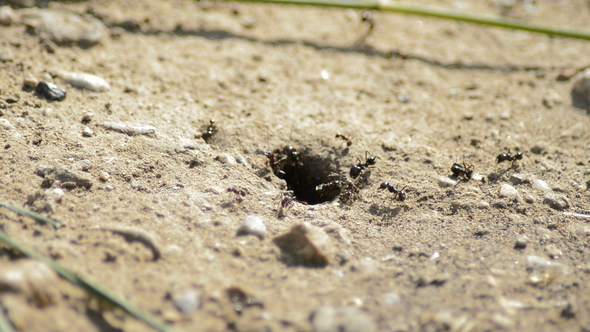 Ant Hill with Ants