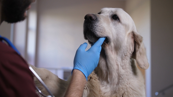 Vet Doctor Checking Dog's Teeth at Clinic