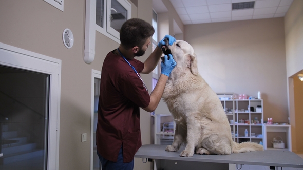 Male Veterinarian During Dog Dental Health Check