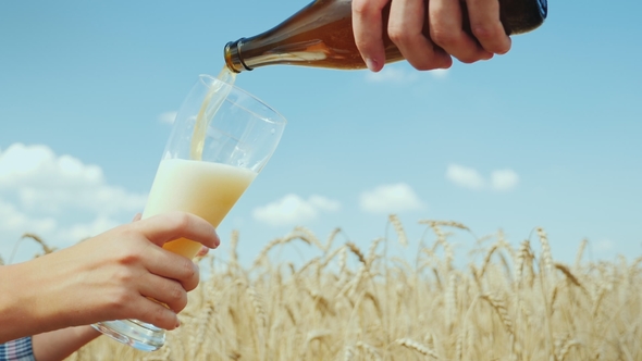 Pour a Cool Beer in a Glass on the Field of Ripe Golden Wheat