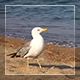 Seagull On Sand - VideoHive Item for Sale