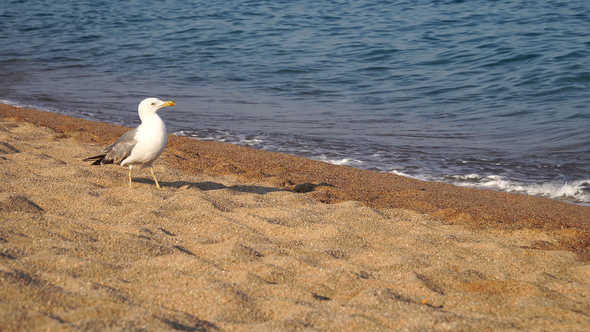 Seagull On Sand