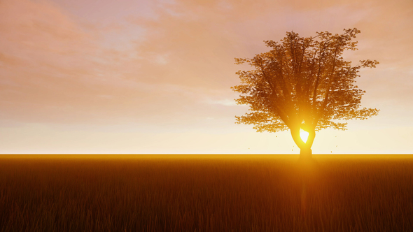 Lonely Tree On A Field