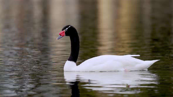 Tracking shot of a magnificent black necked swan, cygnus melancoryphus gliding across calm lake with