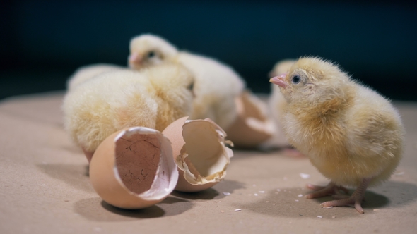 Yellow Chicks and Eggshells, Poultry Chickens Are Hatched, Sitting Near Eggshells
