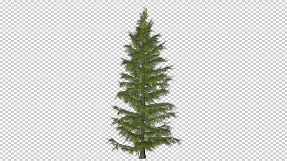 Common Spruce