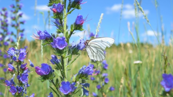 Aporia Crataegi Sits on the Flower of Viper's Bugloss (Blueweed).