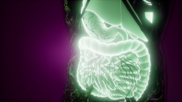 Human Body with Visible Digestive System alt