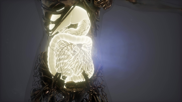 Human Body with Visible Digestive System alt