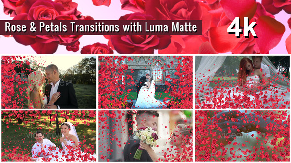 Rose and Petals Transition with Luma Matte – 7 Variations - 4k alt