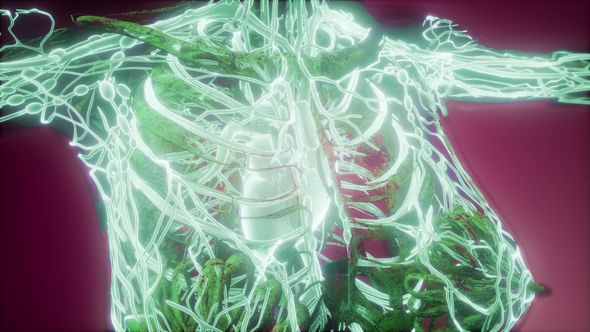 Human Body with Glow Blood Vessels alt