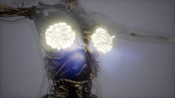 Human Body with Visible Glow Mammary Gland alt