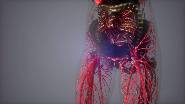 Human Body with Glow Blood Vessels alt