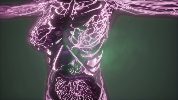 Human Body with Glow Blood Vessels alt