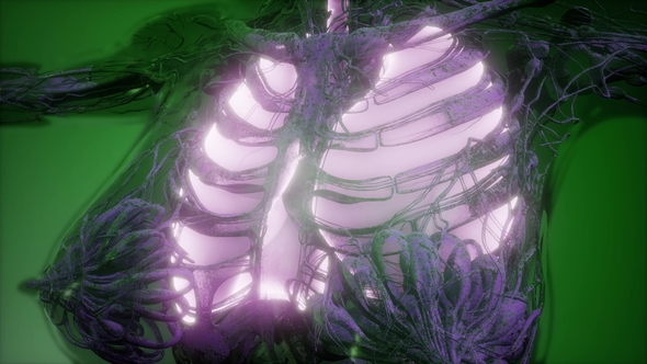 Human Body with Visible Lungs alt
