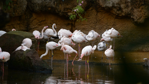 Greater Flamingos Birds in a Lake