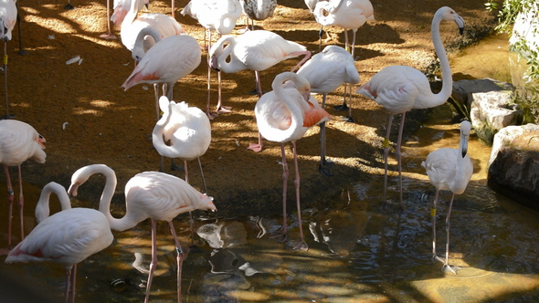 Greater Flamingos Birds in a Natural Park