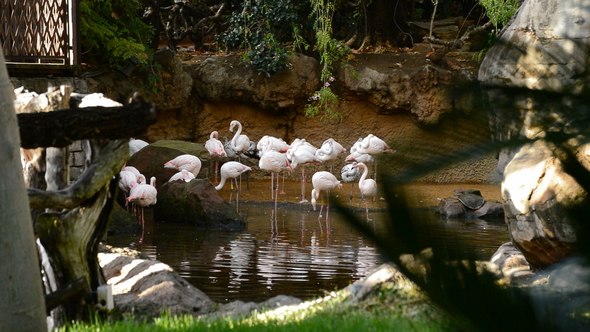 Flamingos Birds in a Natural Park