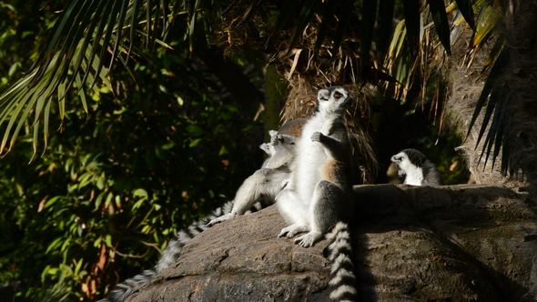 Group of Ringtail Lemurs Sunbathing