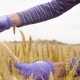 Hand of Ecologist Examining Wheat - VideoHive Item for Sale
