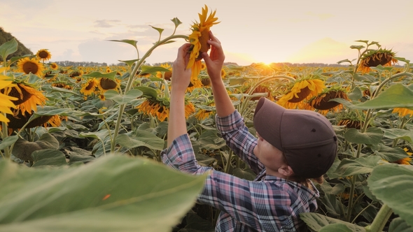 A Young Woman Farmer Checks the Readiness of a Sunflower To Harvest in the Rays of the Setting Sun