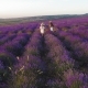 Carefree Girls Go on a Picnic in the Field of Lavender - VideoHive Item for Sale