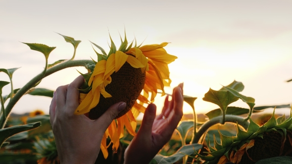 A  of a Beautiful Sunflower, a Girl Farmer Checks the Availability of Seeds and Crops for Harvesting